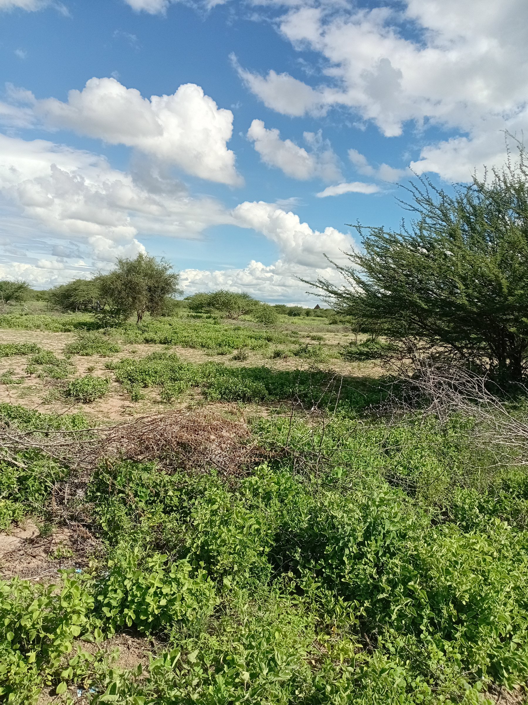 Safari oasis bnb