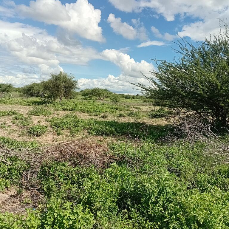 Safari oasis bnb