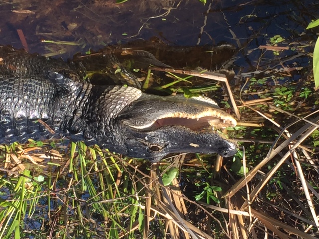 Marsh Landing Adventures