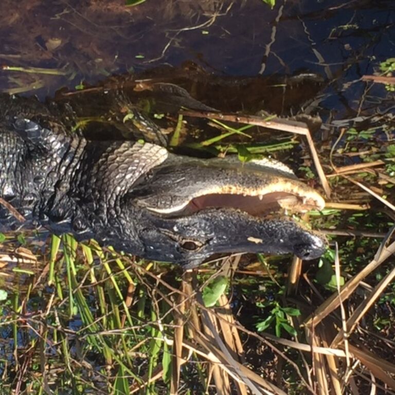 Marsh Landing Adventures