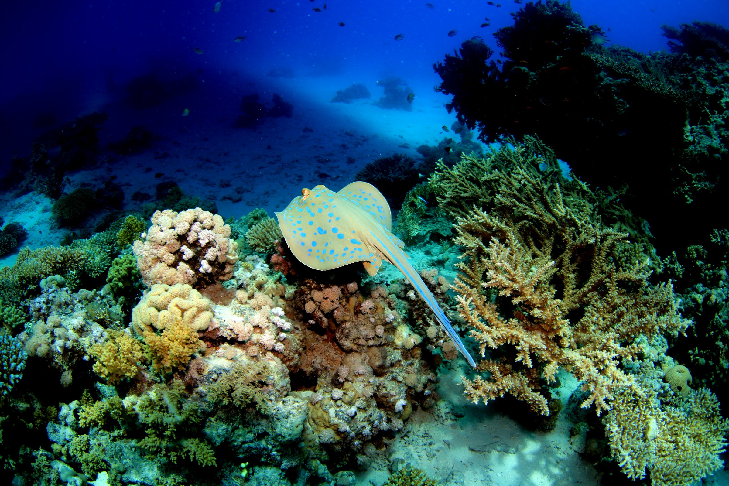 Sinai Rose Dive Center