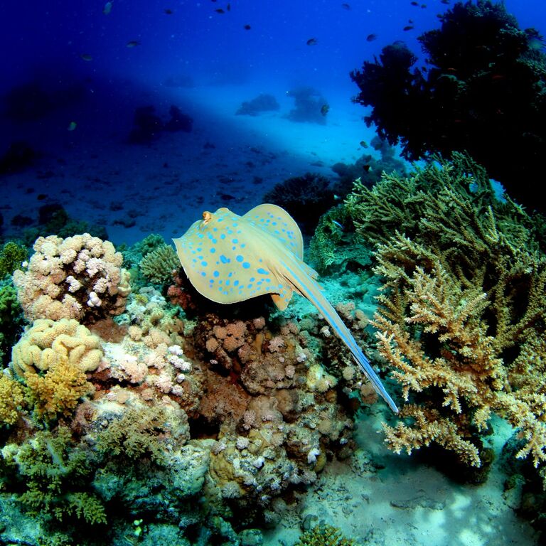 Sinai Rose Dive Center