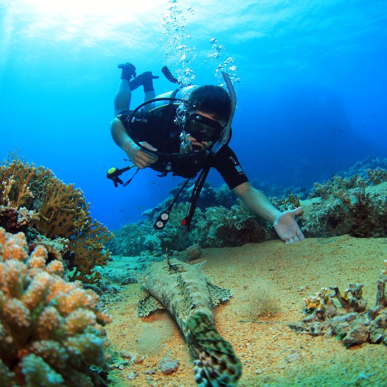 Sinai Rose Dive Center
