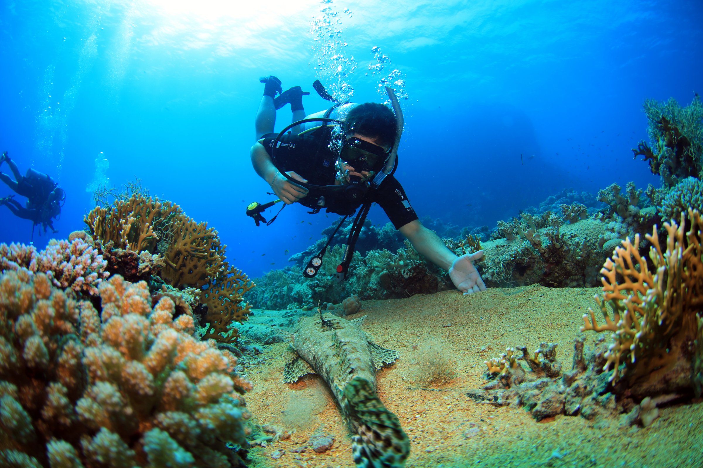 Sinai Rose Dive Center