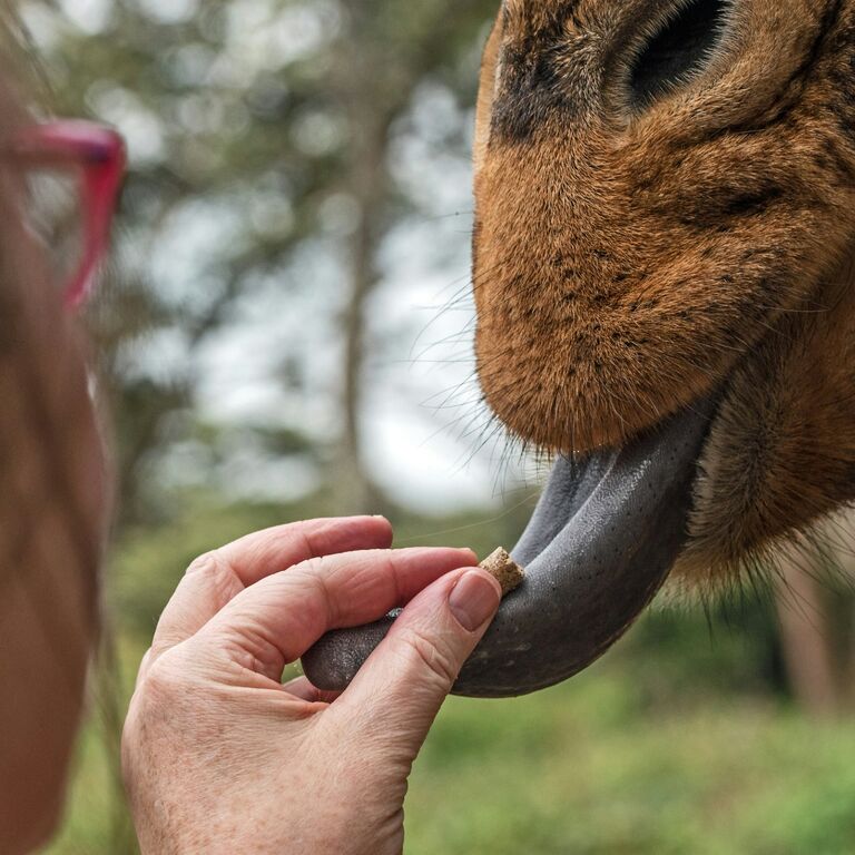 obosafaris