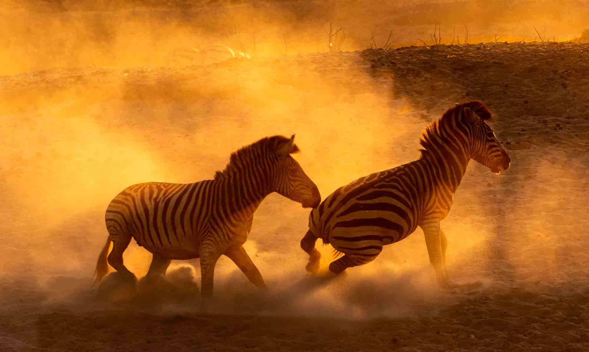 Save Africa Safaris
