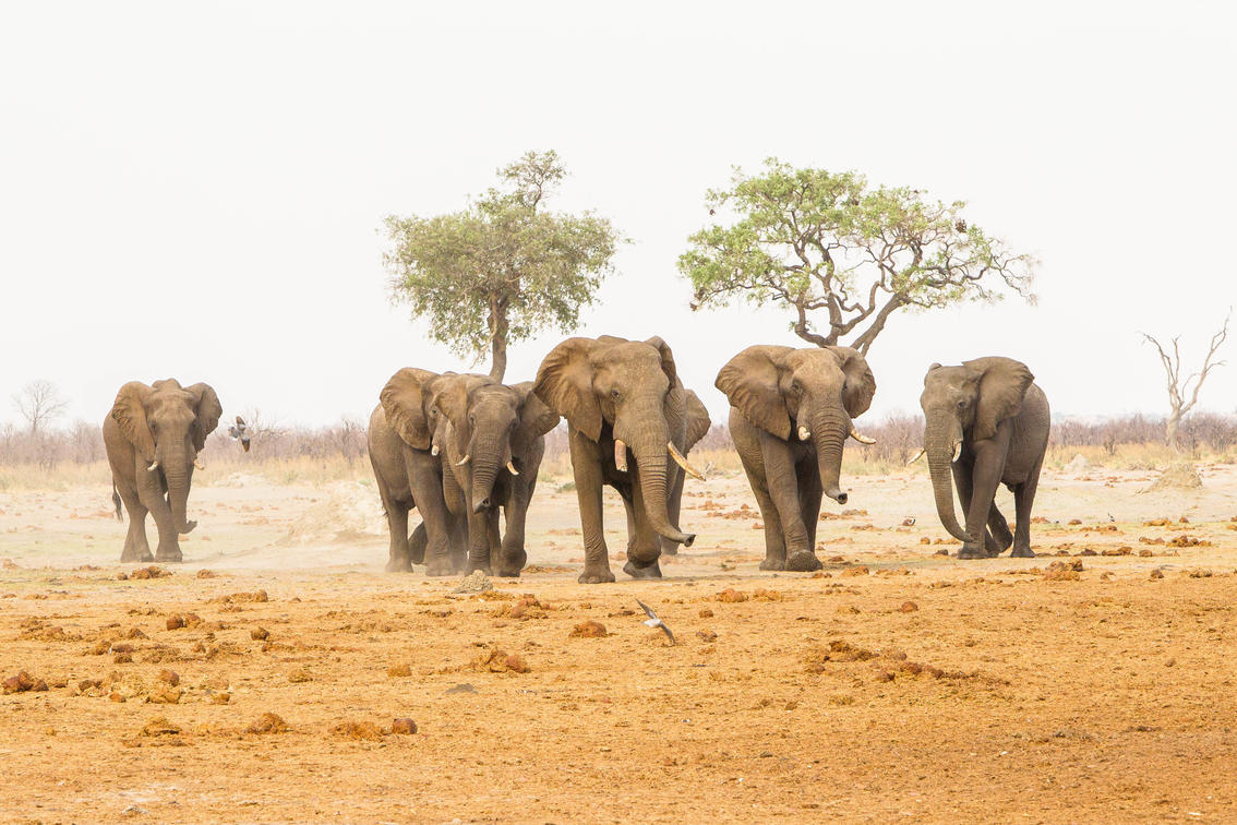 Save Africa Safaris