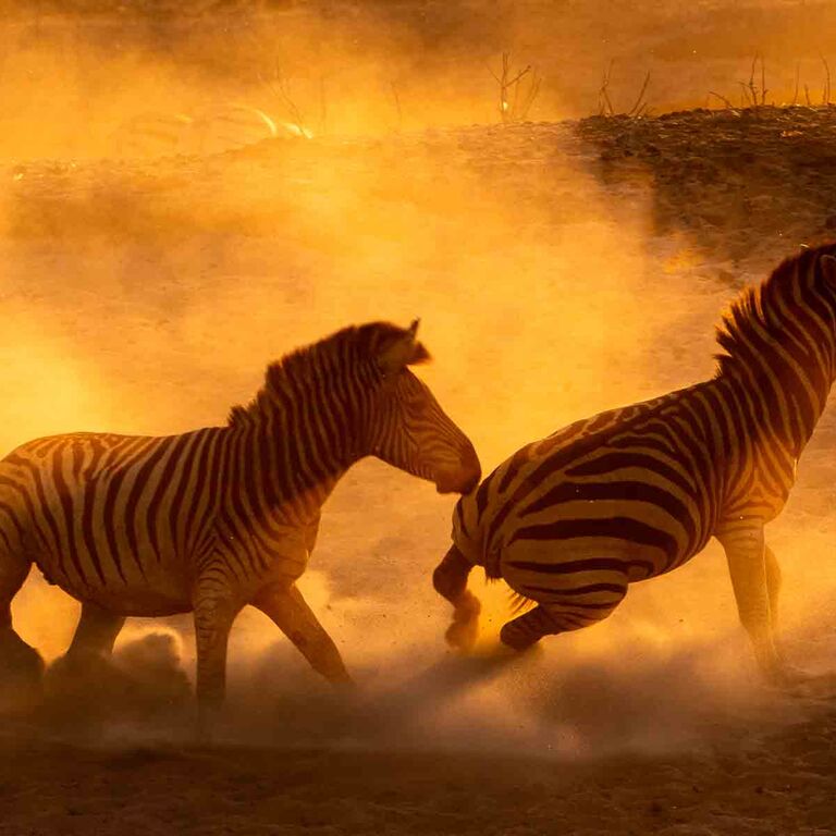 Save Africa Safaris