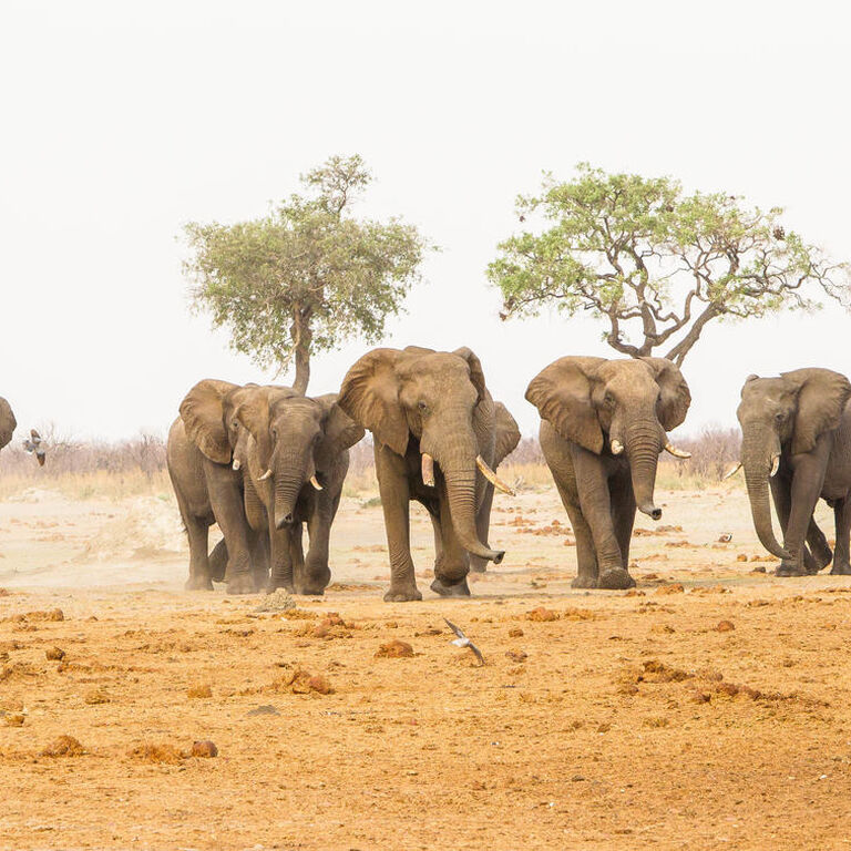 Save Africa Safaris
