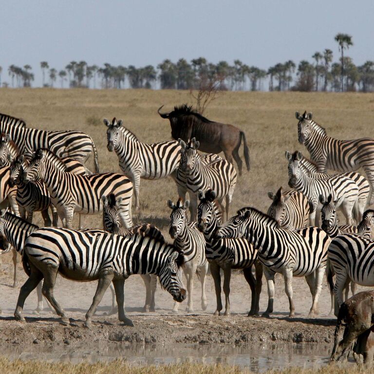 Save Africa Safaris