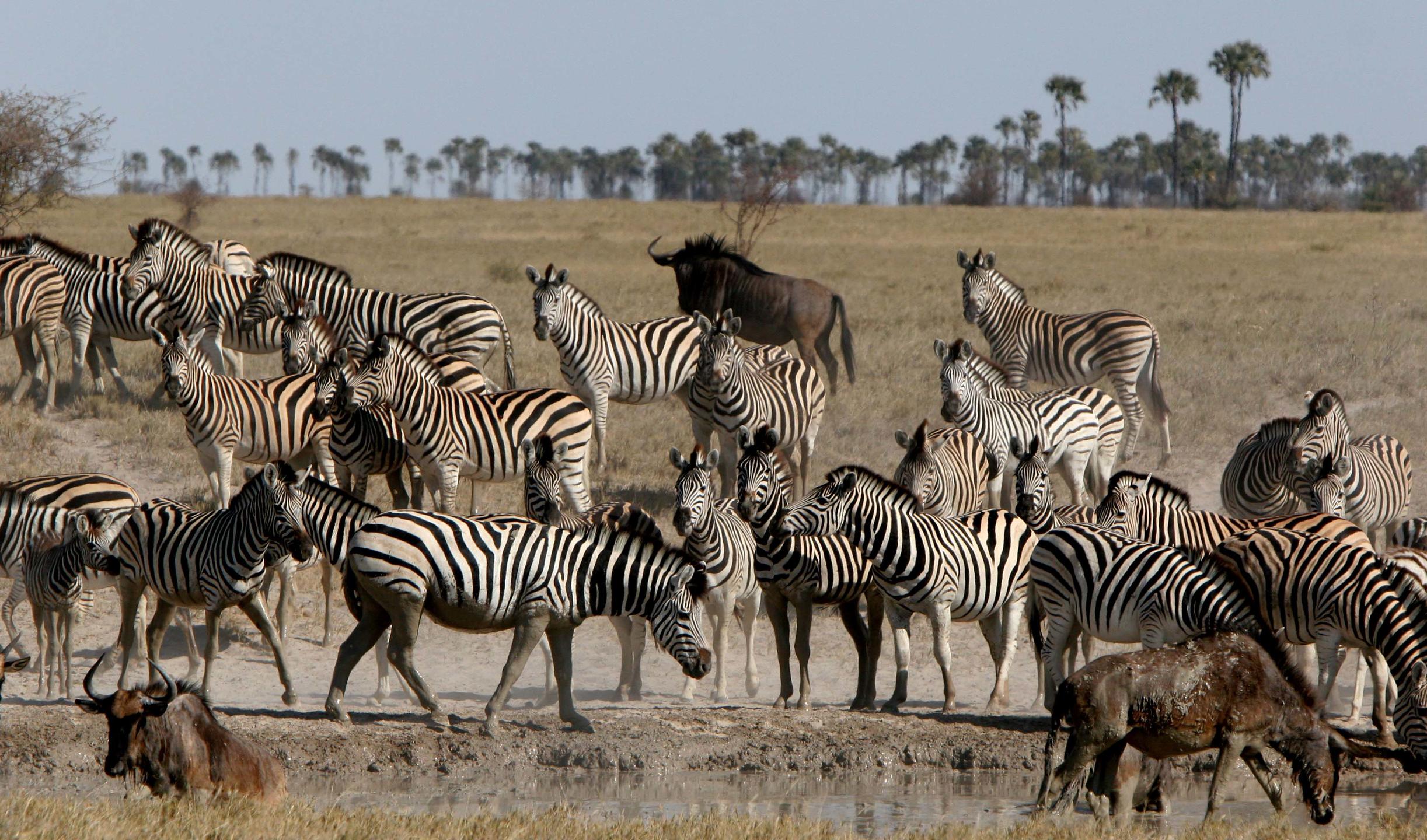 Save Africa Safaris