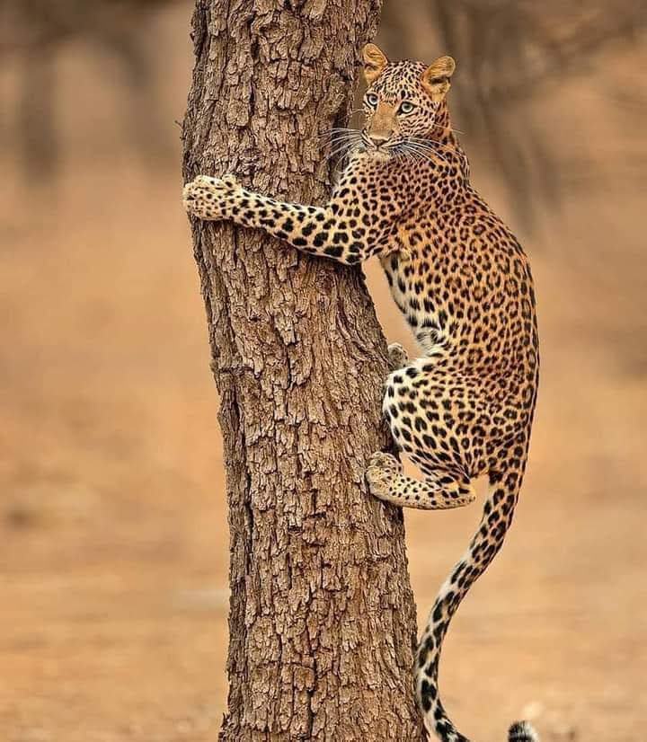 Africa Mimi Safaris