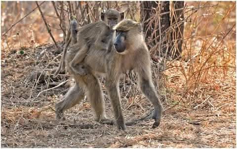 Fort hills tours mbeya