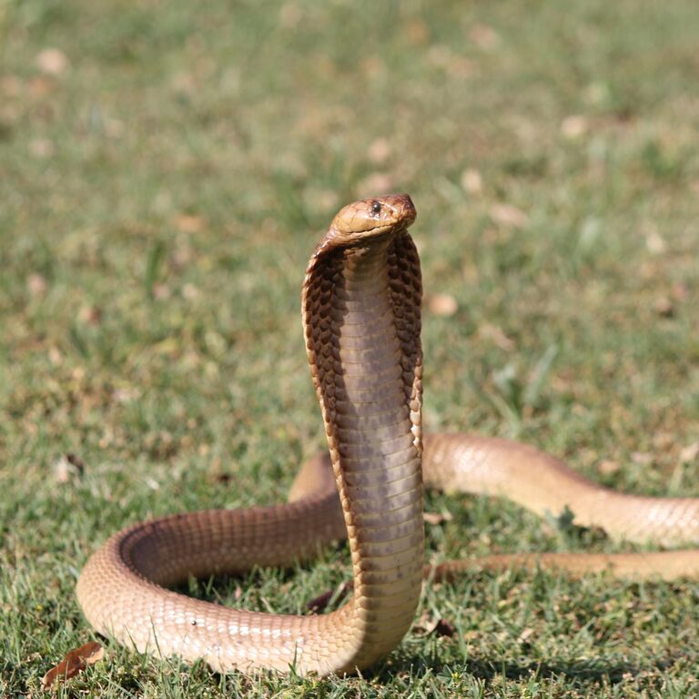 Lawnwood Snake Sanctuary