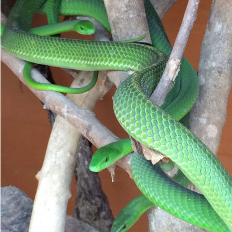 Lawnwood Snake Sanctuary