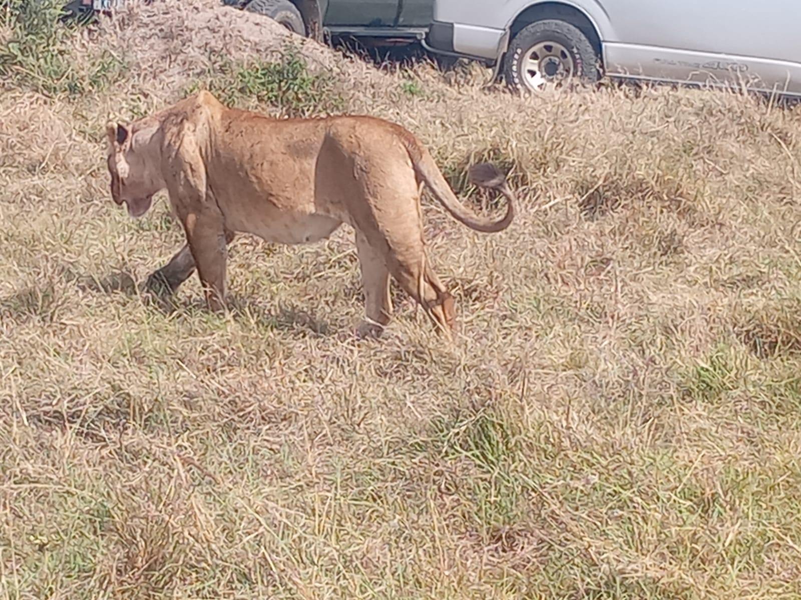 Ringo Tours and Safaris