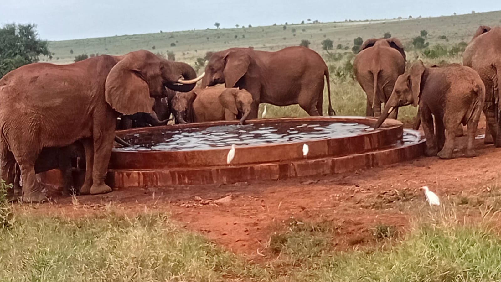 Ringo Tours and Safaris