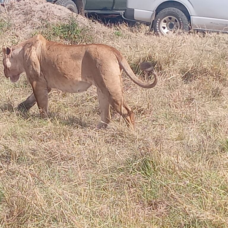 Ringo Tours and Safaris