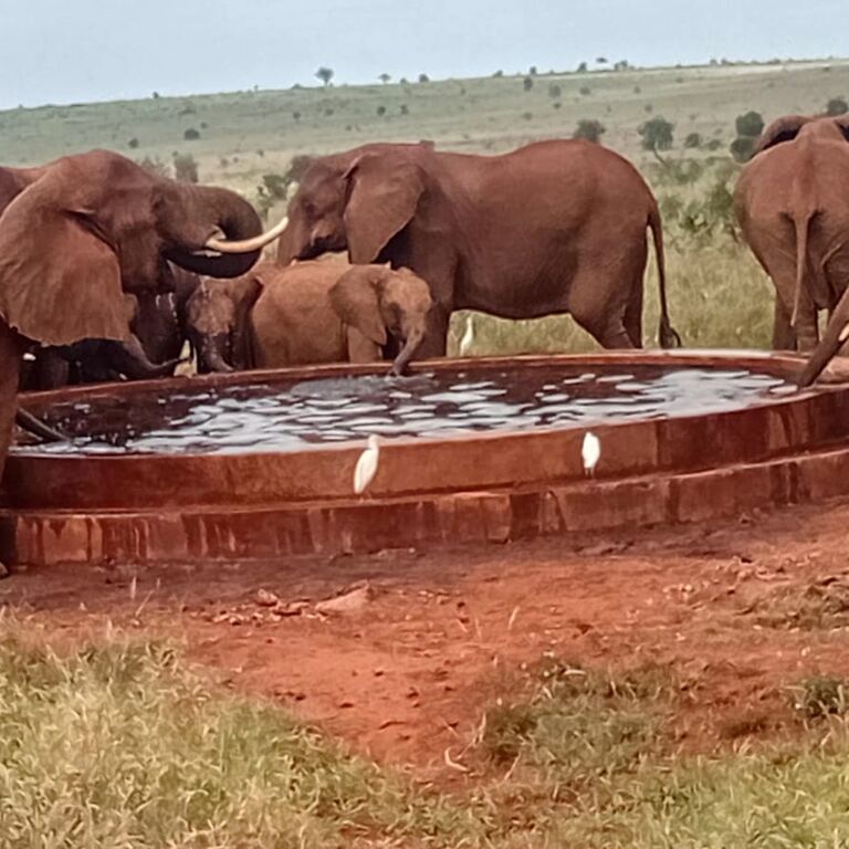 Ringo Tours and Safaris