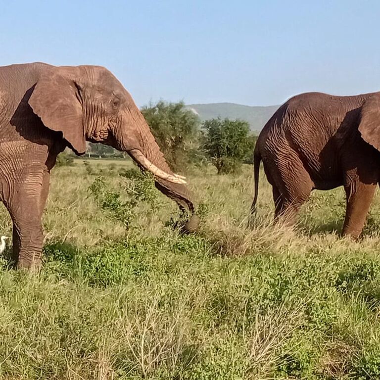 Ringo Tours and Safaris