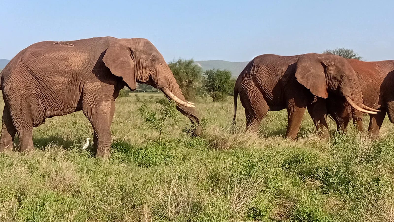 Ringo Tours and Safaris