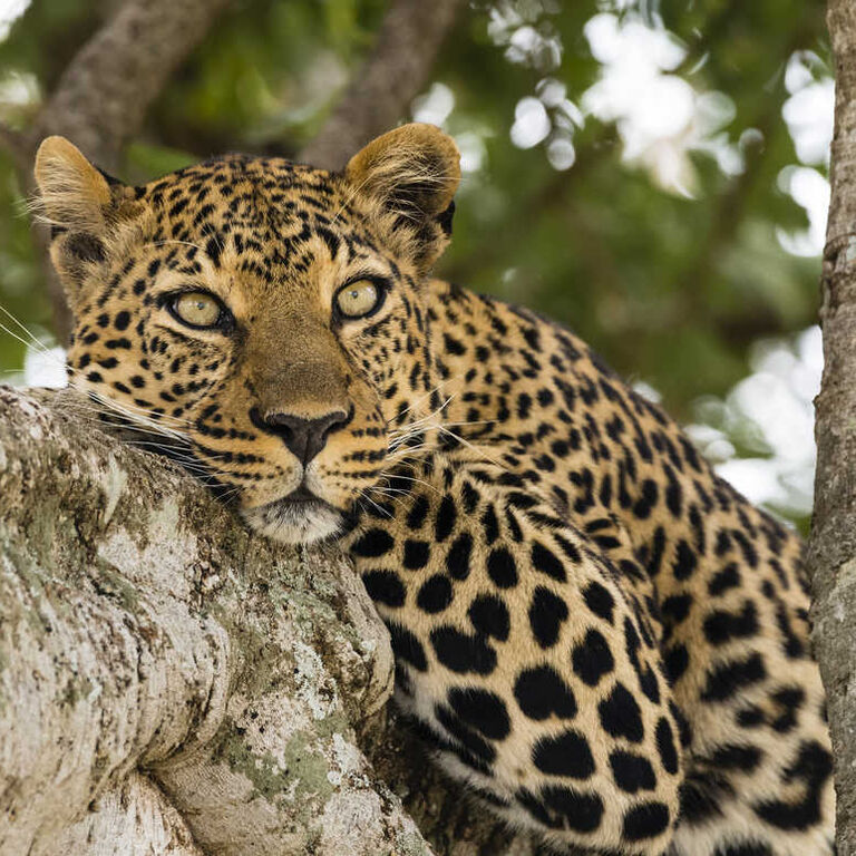 Natalia Safari Tours