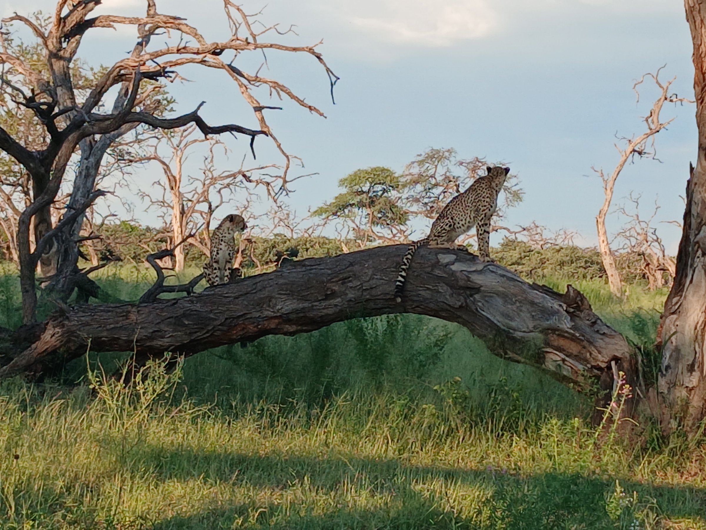 Outdoor African Tour Safaris