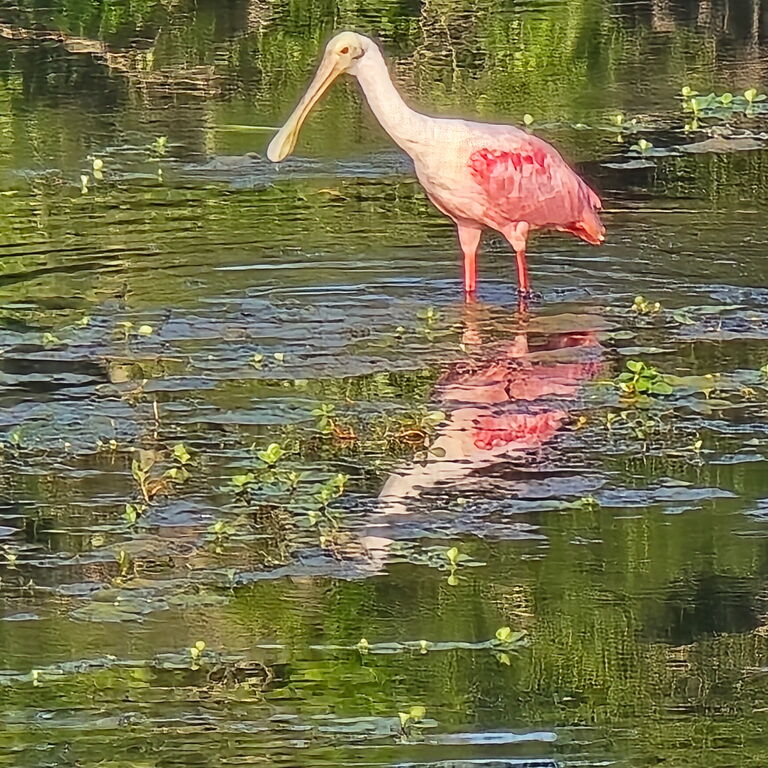 Florida Everglades Eco Boat Tours