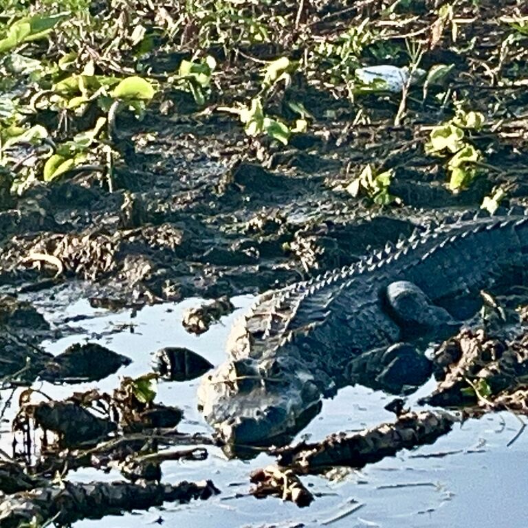 Florida Everglades Eco Boat Tours