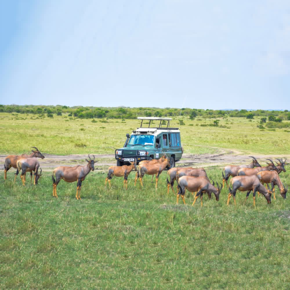 Laikinoi tours and travel