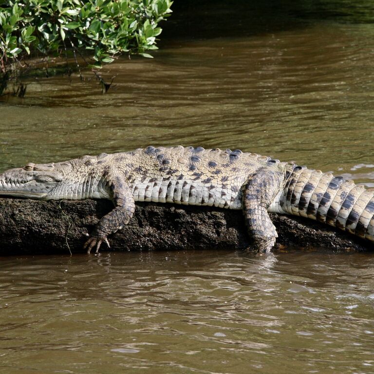 Aventuremos Rio Lagartos