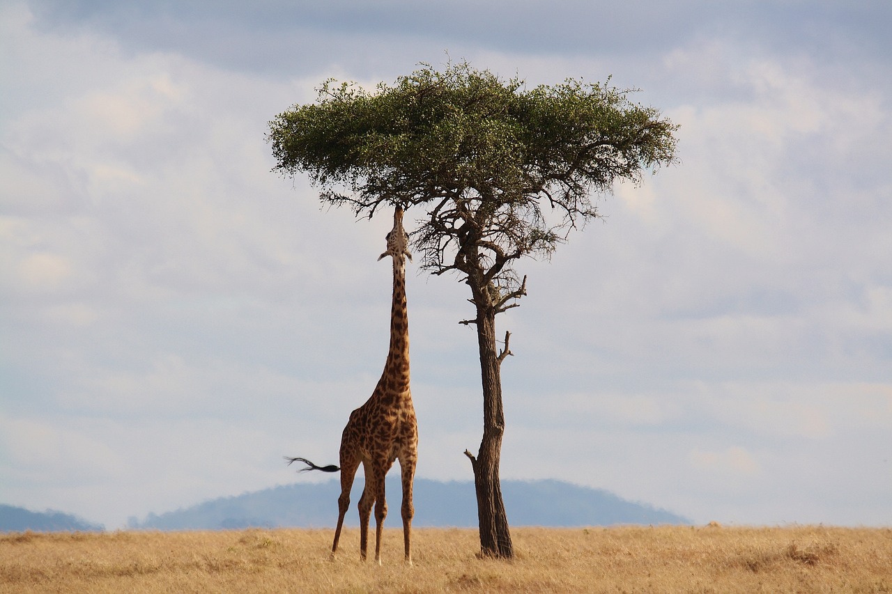 Mokki african adventures