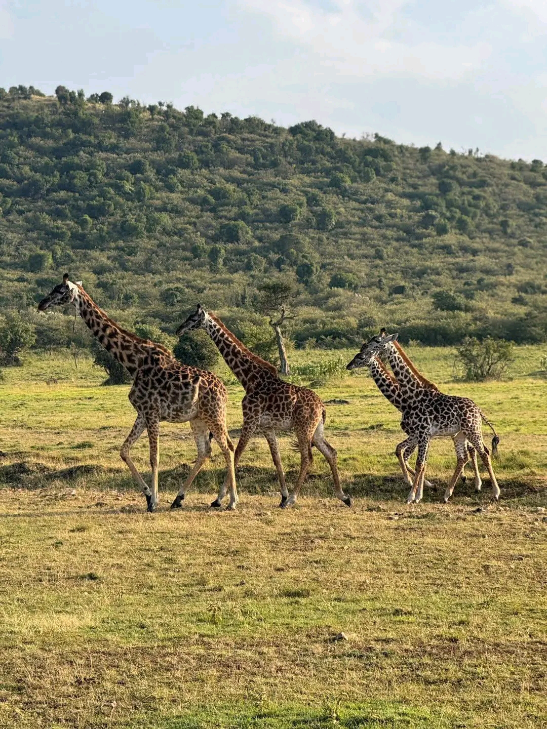 Mokki african adventures