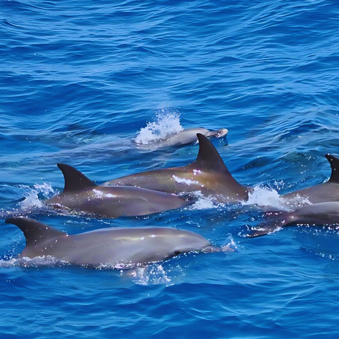 Dolphin House Hurghada