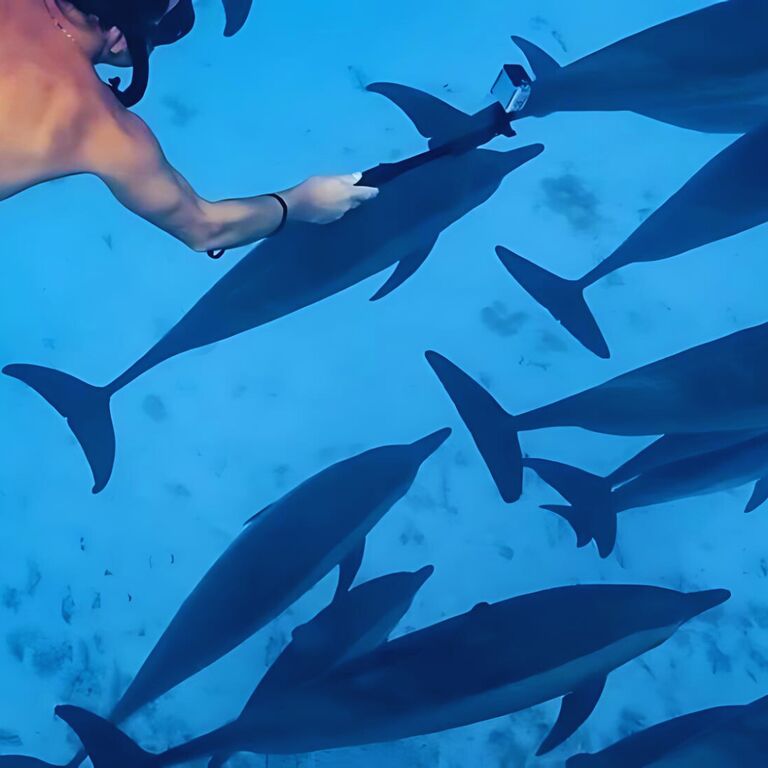 Dolphin House Hurghada