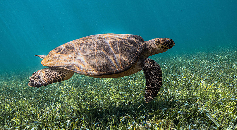 AGENCIA Y TRANSPORTE TURISTICO CANCUN RIVIERA MAYA