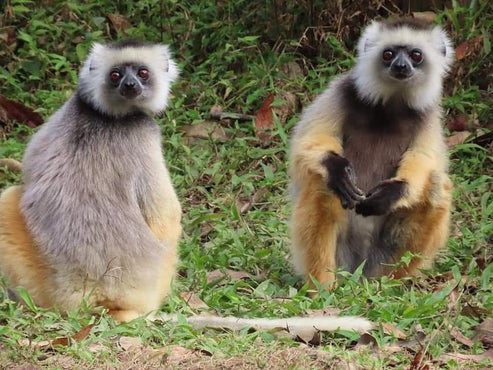Blue Madagasikara Tours