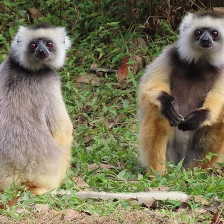 Blue Madagasikara Tours