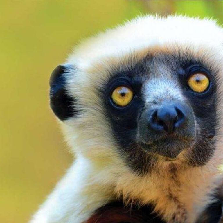 Blue Madagasikara Tours