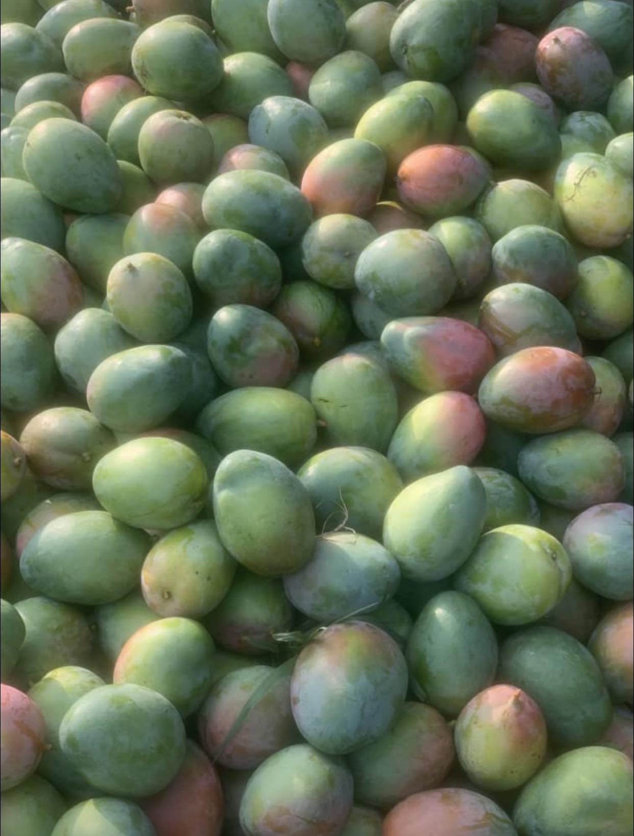 SSI AGRIC FARMS LIMITED