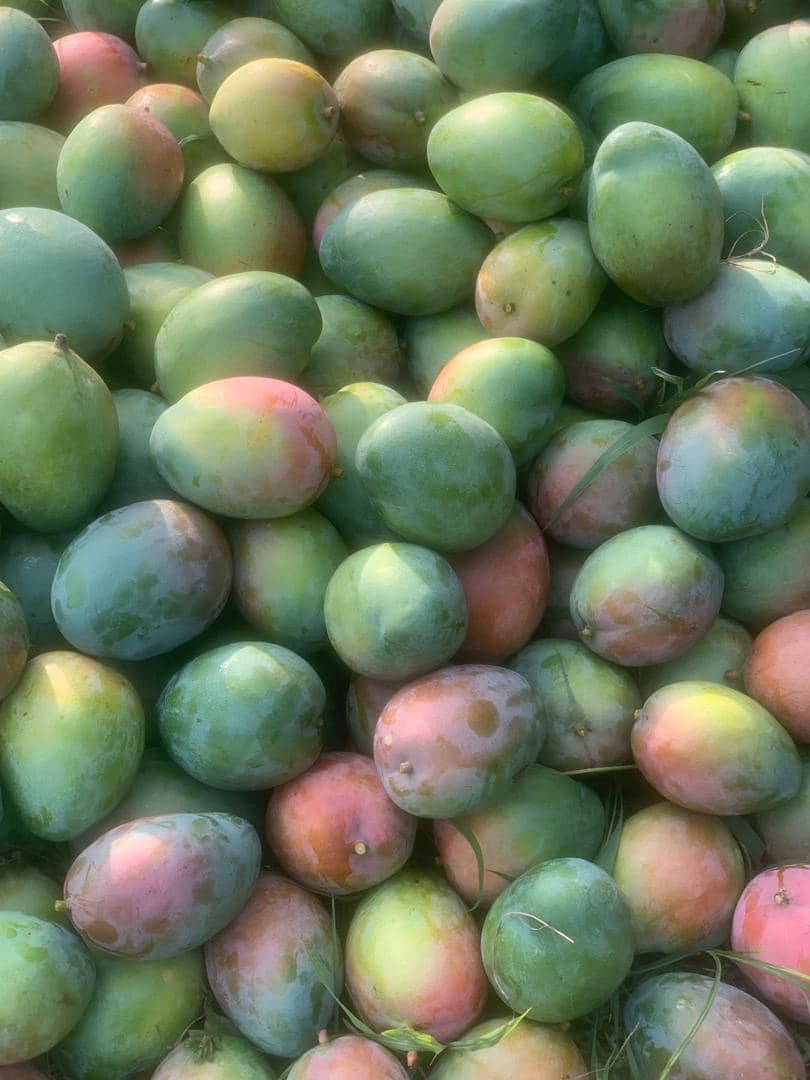 SSI AGRIC FARMS LIMITED