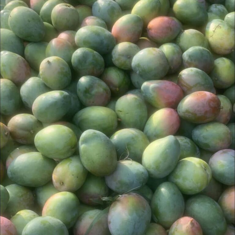 SSI AGRIC FARMS LIMITED