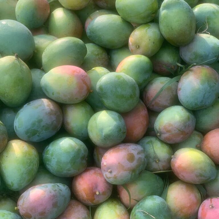 SSI AGRIC FARMS LIMITED