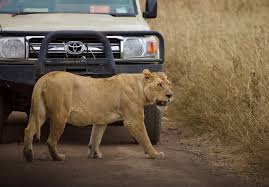 SafariSoar DMC