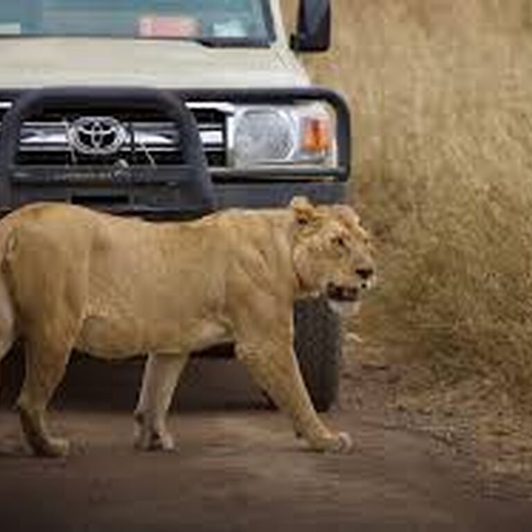 SafariSoar DMC