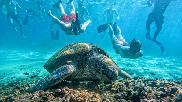 Royal Mariblue Co.,Ltd.