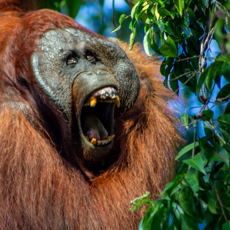 4D3N.Orangutan River Tour