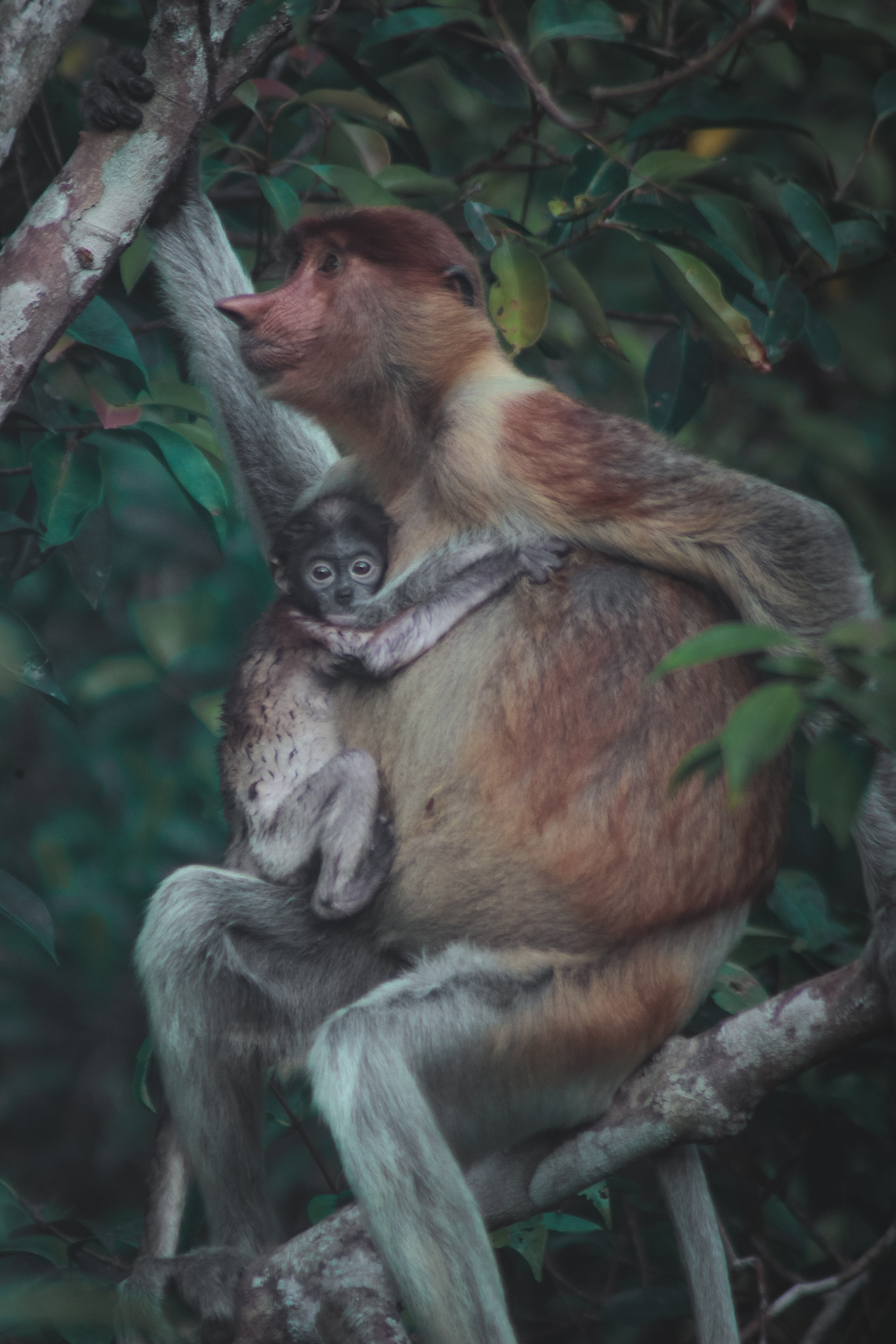 4D3N.Orangutan River Tour