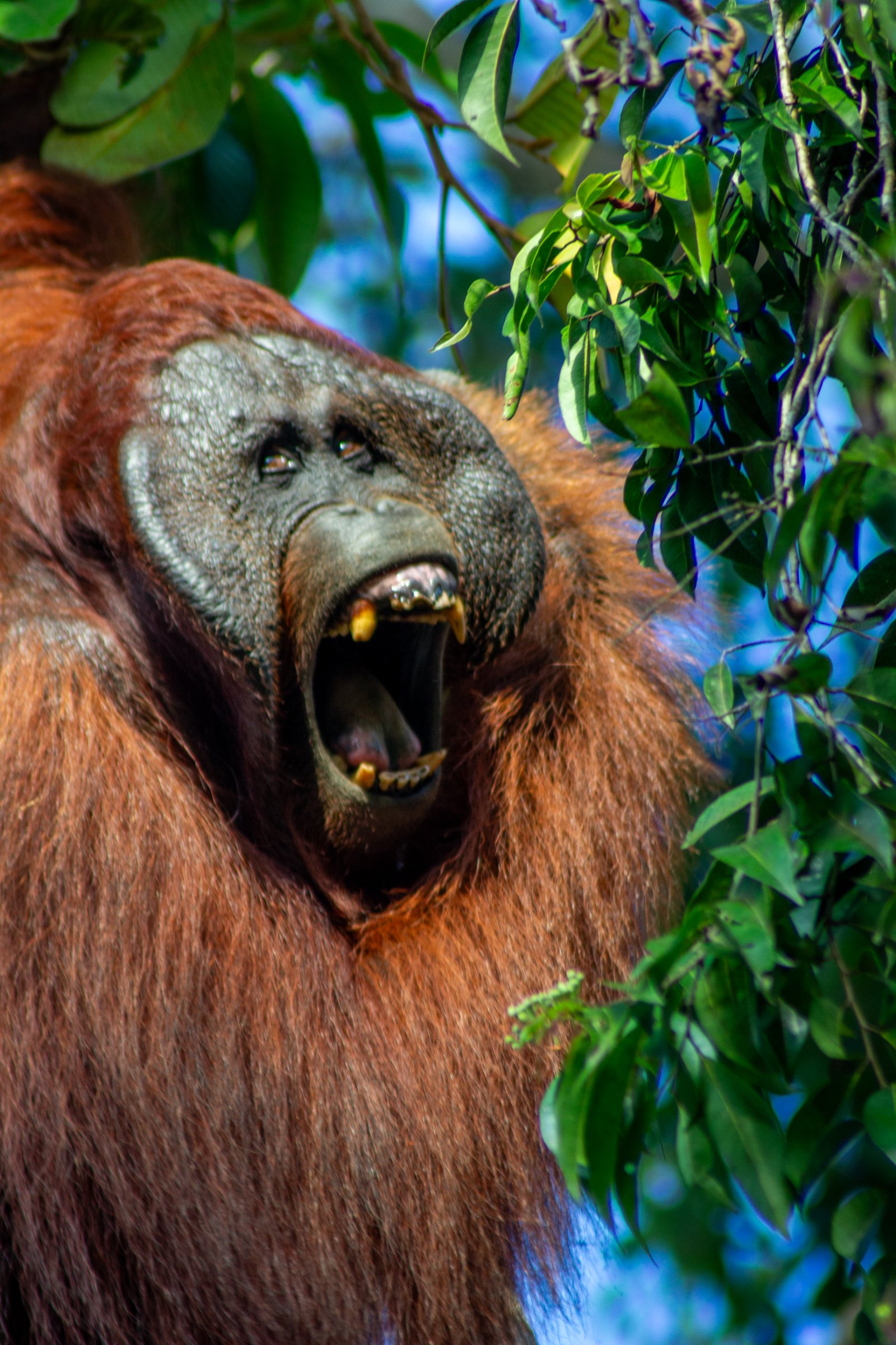 4D3N.Orangutan River Tour