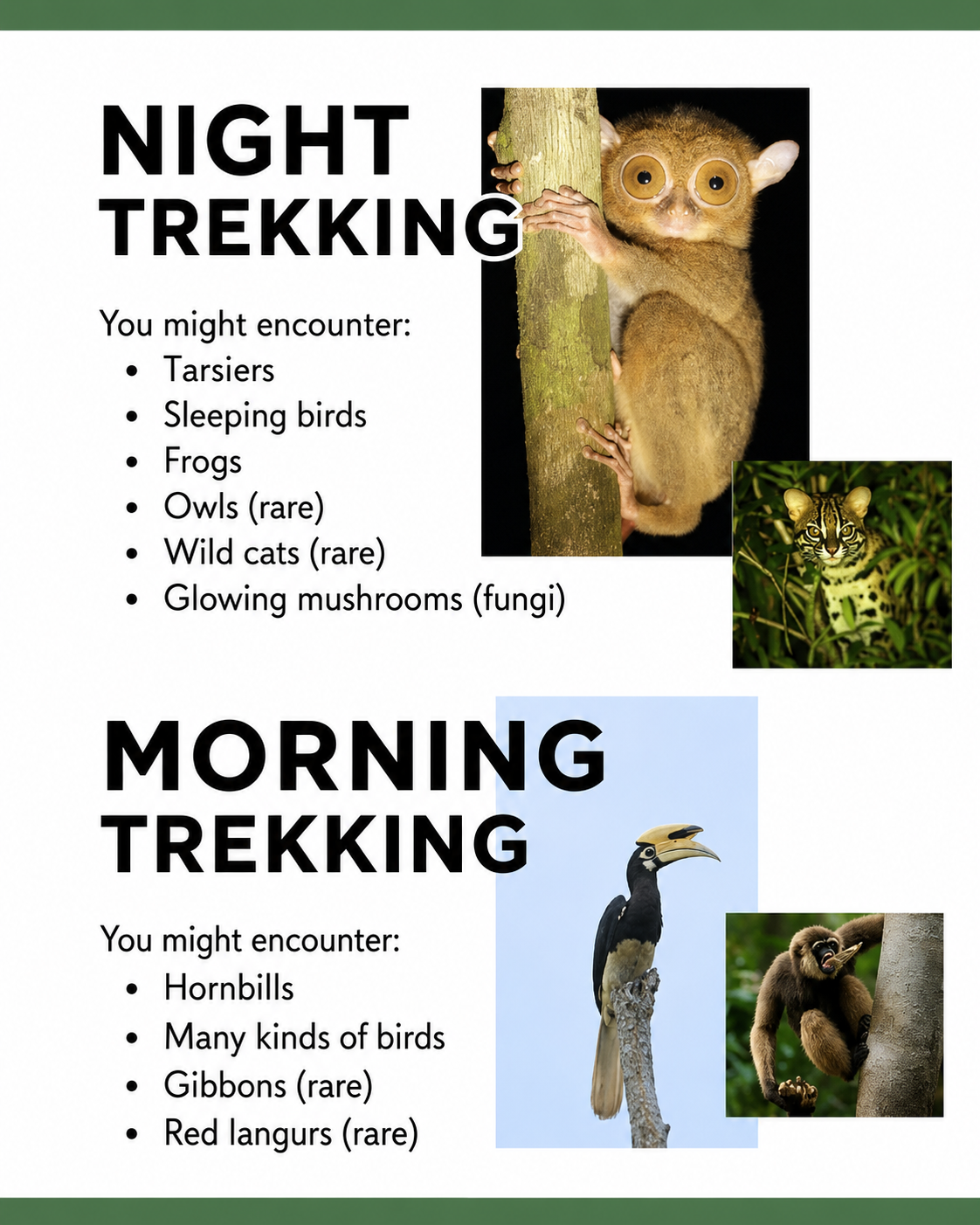 5D4N. Orangutan Camping Tour
